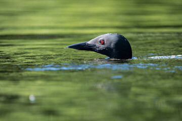 Common loon resting at the surface of a lake