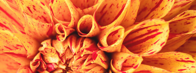Orange dahlia flower macro view. Banner with autumn flower.