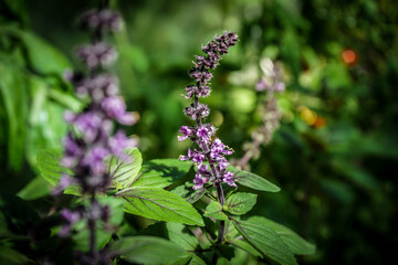 flowers in the garden