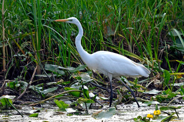 Silberreiher (Ardea alba) - Great egret