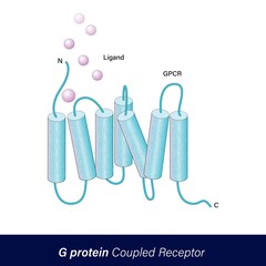 GPCR also known as G protein-coupled receptor of cell signaling vector illustration. isolated on white background.  