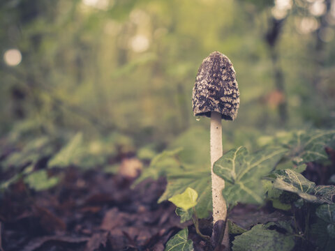 Coprin pie - Coprinopsis picacea - champignon trouv&eacute; dans une for&ecirc;t fran&ccedil;aise