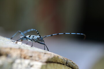  Rosalia longicorn (Rosalia alpina) or Alpine longhorn beetle Swabian Jura Germany