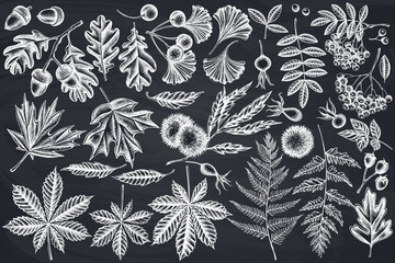 Vector set of hand drawn chalk fern, dog rose, rowan, ginkgo, maple, oak, horse chestnut, chestnut, hawthorn