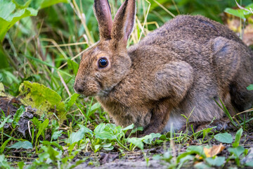 Easter cottontail foraging for food in the meadow