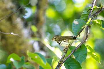 Perched Ovenbird foraging for food in the forest.