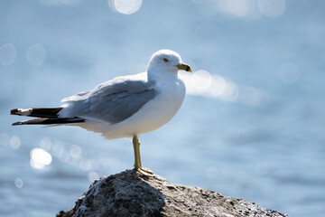 Ring-billed Gull resting on rock formation on a beautiful sunny day.