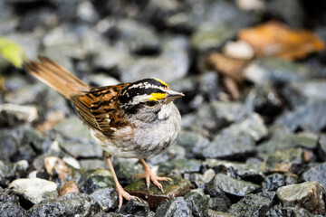 White-throated sparrow foraging for food on the ground.