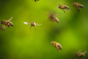 flock of bees flying near the beehive,
honey bee working ,bee in flight