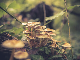 Lépiote - Coulemelle - Lepiota - groupe de champignons trouvé dans une forêt française