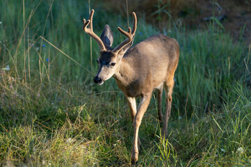 White-tailed Deer Buck with Antlers.