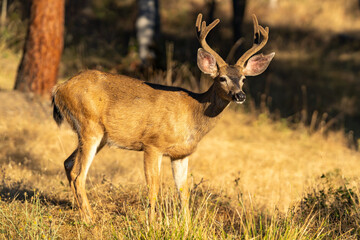 Naklejka na ściany i meble White-tailed Deer Buck with Antlers.