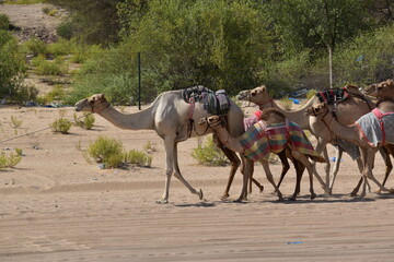 Many camels in a row, emirates,Abu Dhabi,UAE.