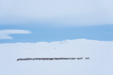 A herd of Reindeers running in snow covered landscape, North Iceland.