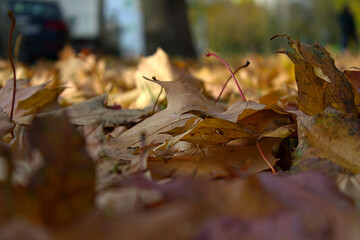 fallen maple leaves on the lawn close-up