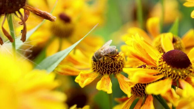 A honey bee collects honey from garden flowers. Beautiful close-up.