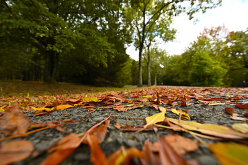 Obraz premium Autumn leaves on asphalt with beatiful forest background