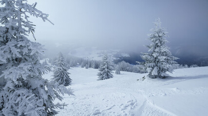 Beautiful frosty panorama of snowy forest and snowy landscape in Europe