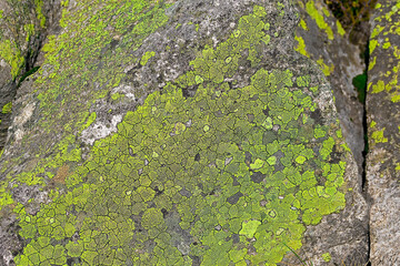 green moss on the stone
