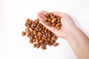 argan tree nuts (Argania spinosa) on a white background in the hand. For the production of argan oil