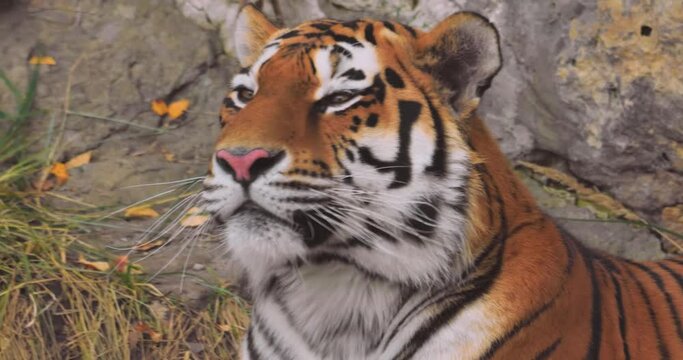 Siberian tiger Close up. The Siberian tiger was also called Amur tiger, Manchurian tiger, Korean tiger,and Ussurian tiger, depending on the region where individuals were observed.