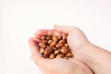 argan tree nuts (Argania spinosa) on a white background in the hand. For the production of argan oil