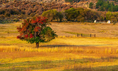 A golden hour landscape of a fall field with a changing tree.