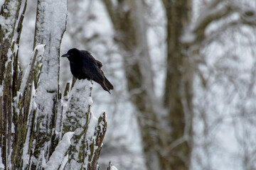 Corneille en hiver