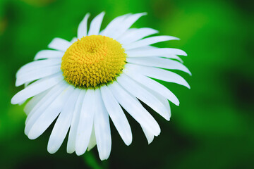 White Daisy with a yellow center on a green background close up selective focus
