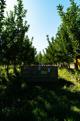 cosecha de manzana en la patagonia