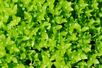 Inflorescence of hydrangea tree with small green flowers closeup selective focus