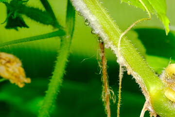 Cucumber disease white rot on the stems in the greenhouse close up selective focus