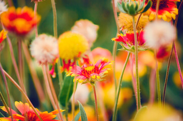 Beautiful Orange-red Gaillardia pulchella flowers and seeds. Close-up, selective focus.