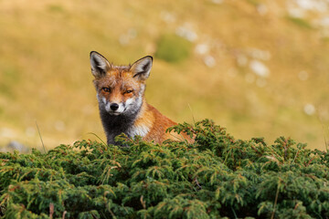 Red fox (Vulpes vulpes) captured in the high mountains in the evening. Beautiful animal and colors.