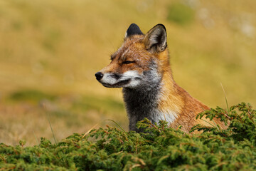 Red fox (Vulpes vulpes) captured in the high mountains in the evening. Beautiful animal and colors.