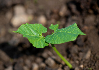  seedling