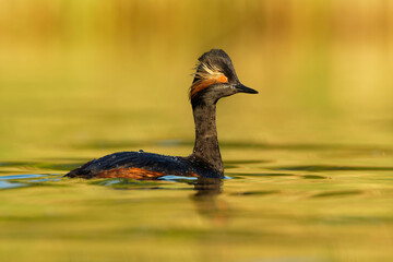 Eared Grebe - Podiceps nigricollis water bird swimming in the water in the red and golden evening sunlight, member of the grebe family of water birds