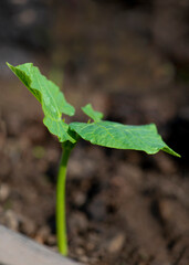 young green seedling