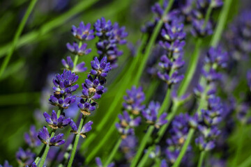 beautifully blooming bunches of lavender flowers,