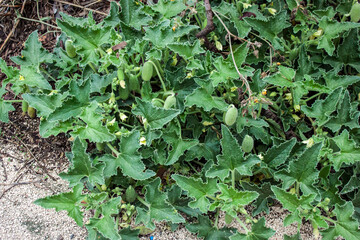 Exploding cucumbers, Fruits of Ecballium elaterium