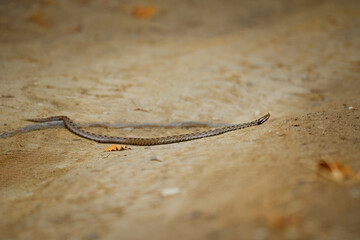 Nose-horned Viper - Vipera ammodytes also horned viper, long-nosed viper, nose-horned viper, sand viper, species found in southern Europe, Balkans and Middle East