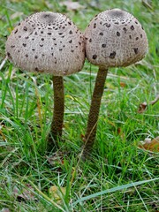 Wiesenchampignons auf Gras