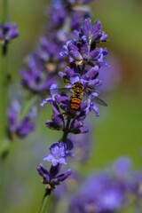 beautifully blooming bunches of lavender flowers,