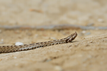 Nose-horned Viper - Vipera ammodytes also horned viper, long-nosed viper, nose-horned viper, sand viper, species found in southern Europe, Balkans and Middle East