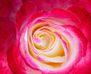 Fototapeta na wymiar Close-up beautiful rose with soft blurred focus. Pink rose with yellow center for Valentine Day.