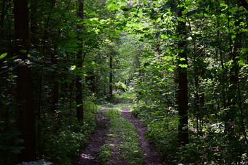 path in the forest