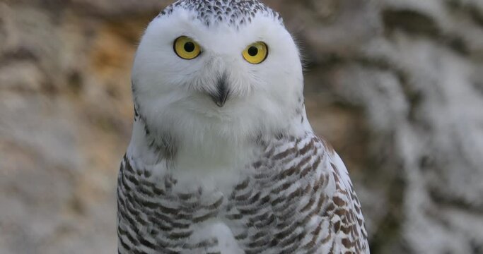 Snowy owl (Bubo scandiacus) is a large, white owl of the true owl family.It is sometimes also referred to, more infrequently, as the polar owl, white owl and the Arctic owl.