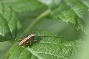 Medium shot of a dark bush cricket on a raspberry plant leaf