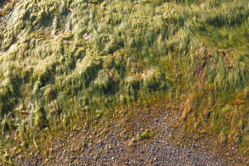 Green algae on the shore in the sea Natural, background.