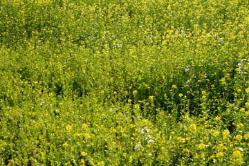 Obraz premium field of yellow flowers